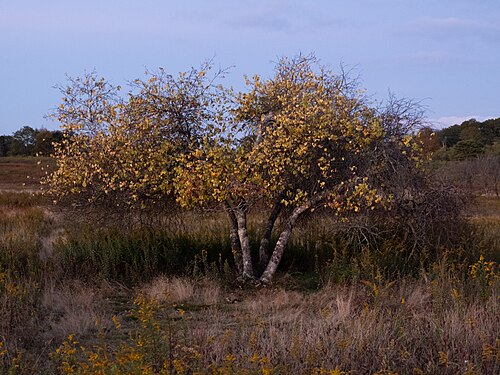 Gray birch: Gray birch ( Betula populifolia ) in the United States