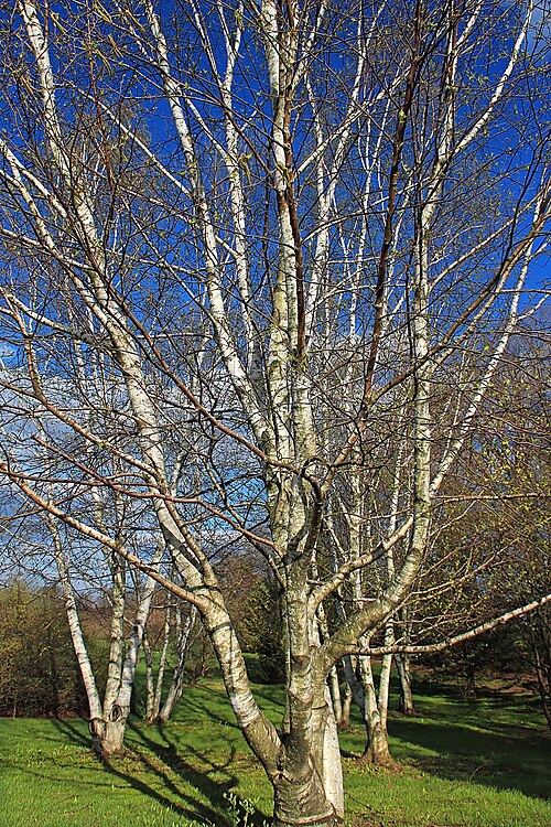 Gray birch: Gray birches ( Betula populifolia ), Louise W. Moore County Park, Northampton County.