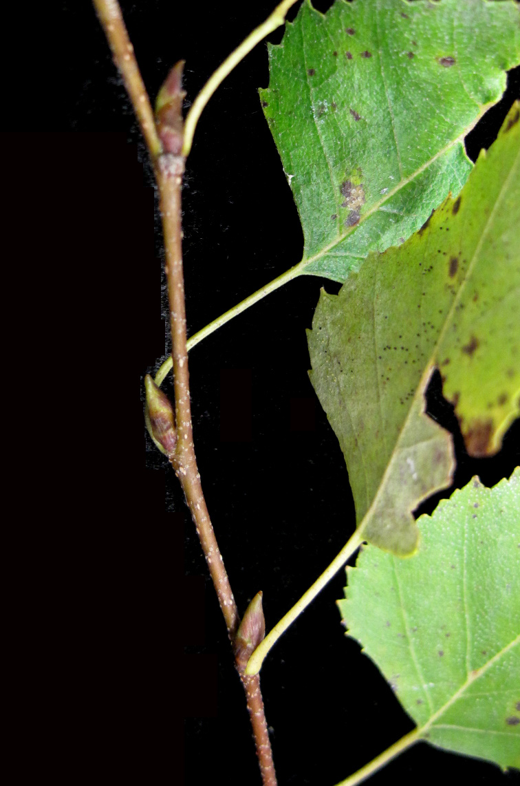 Gray birch: Nom français : bouleau gris. Nom anglais : grey birch. Rameau et bourgeons axillaires de bouleau gris.
