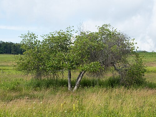 Gray birch: Gray birch ( Betula populifolia ) in the United States