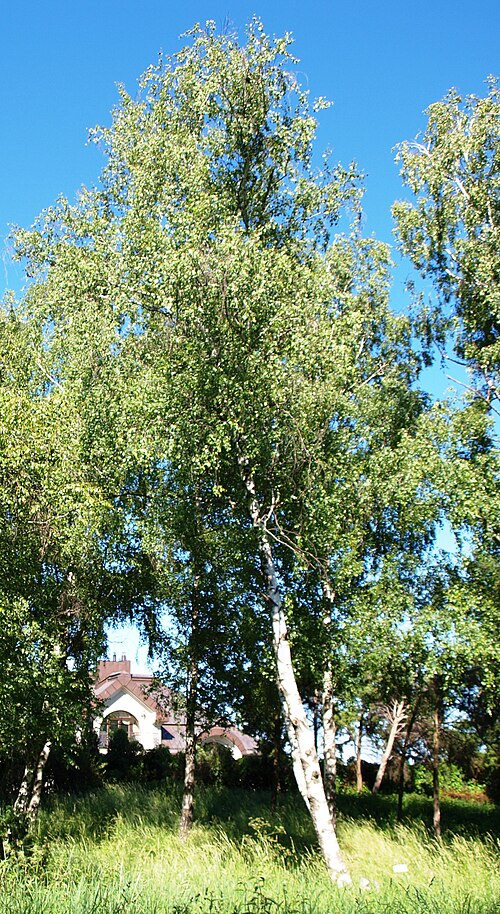 Gray birch: Betula populifolia in National M. M. Grishko botanical garden