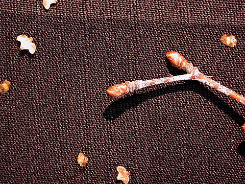 Gray birch: Nom français : bouleau gris. Nom anglais : grey birch. Rameau et bourgeons de bouleau gris.