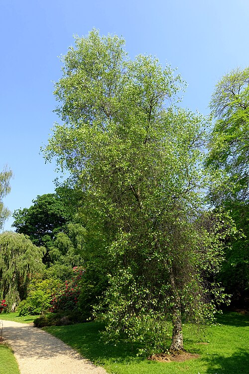 Gray birch: Horticultural specimen in Sheffield Park and Garden - East Sussex, England.
