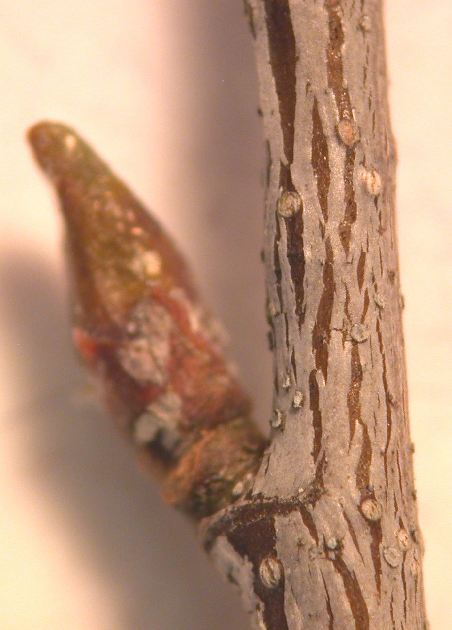 Gray birch: Nom français : bouleau gris. Nom anglais : grey birch. Rameau agé, lenticelles et bourgeon axillaire de bouleau gris.