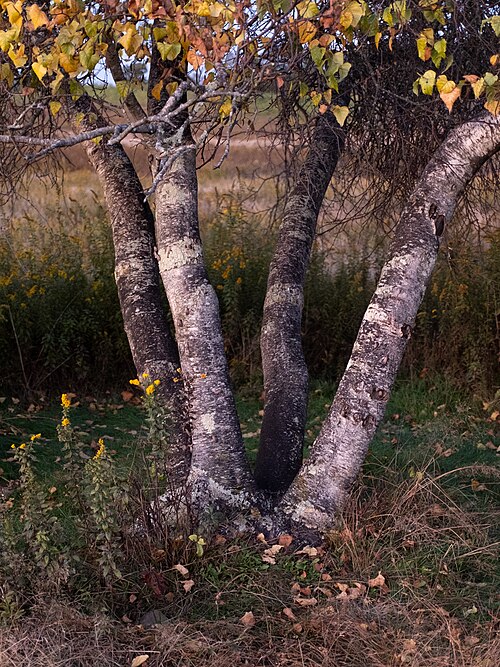 Gray birch: Gray birch ( Betula populifolia ) in the United States