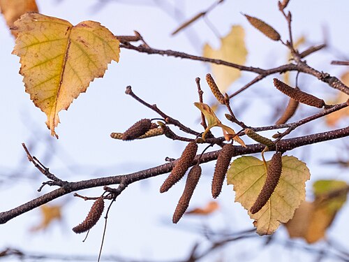 Gray birch: Gray birch ( Betula populifolia ) in the United States