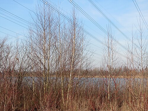 Downy birch: Moorbirken ( Betula pubescens ) am Erlichsee bei Oberhausen-Rheinhausen