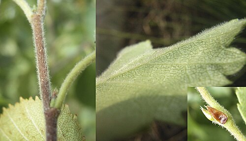 Downy birch: Closeup of pubescent textures of Betula pubescens .