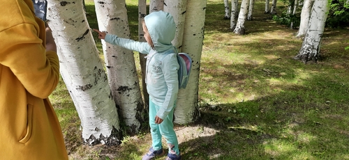 Downy birch (Betula pubescens)