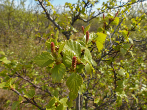 Downy birch (Betula pubescens)