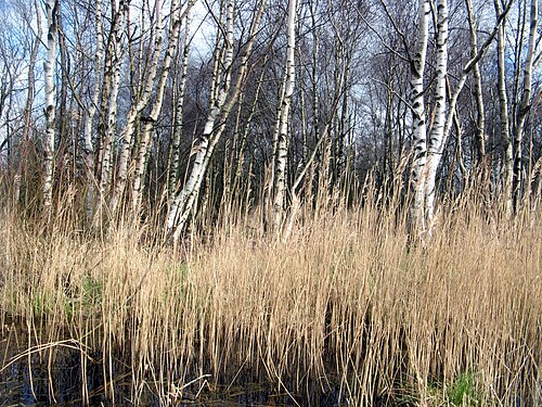 Downy birch: Birch trees and reet and the "White moor", Neuenkirche, Germany.