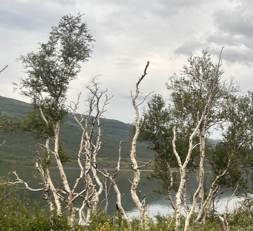 Downy birch (Betula pubescens)
