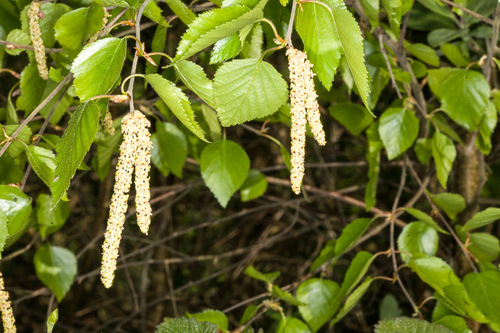 Downy birch (Betula pubescens)