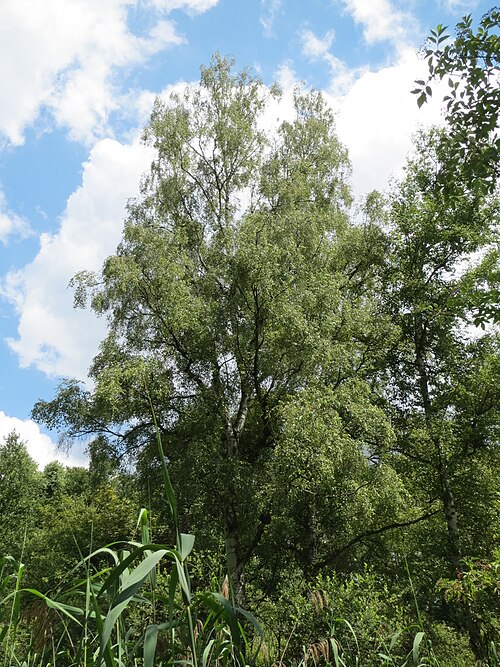 Downy birch: Moorbirke ( Betula pubescens ) im Naturschutzgebiet Marlach