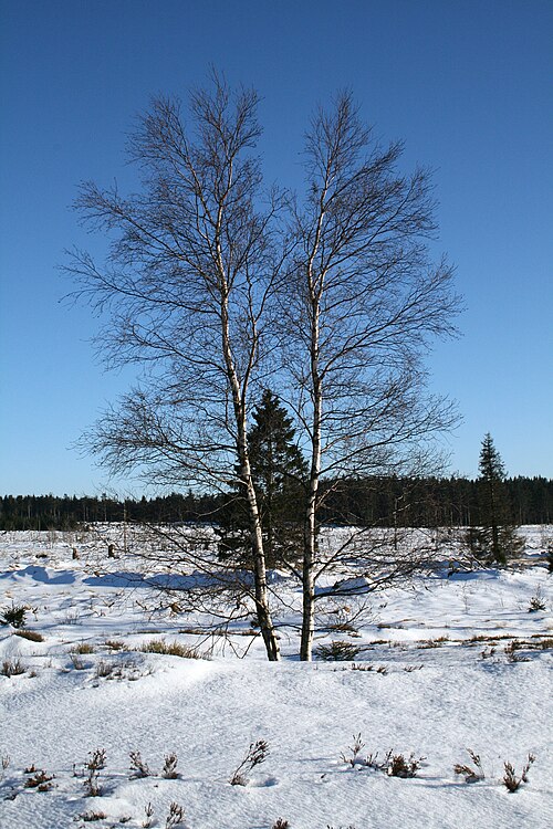 Downy birch: Downy birch; also known as moor birch, white birch, European white birch or hairy birch - ( Betula pubescens ). Precise location : Fens of the “Vecquée” in Xhof