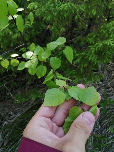 Downy birch (Betula pubescens)