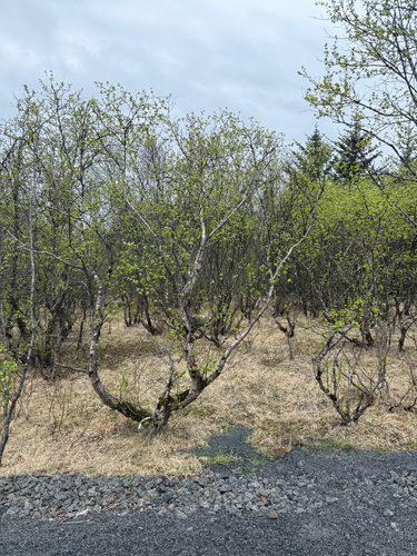 Downy birch (Betula pubescens)