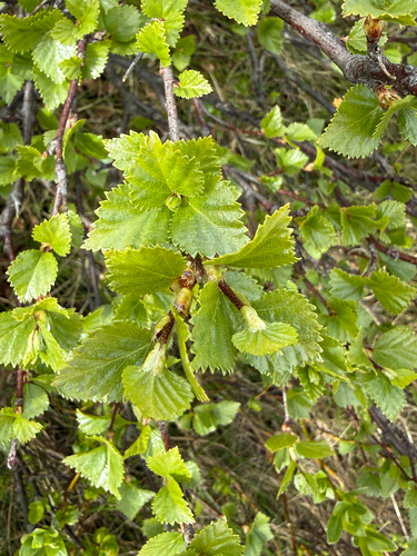 Downy birch (Betula pubescens)