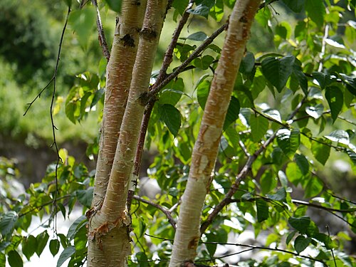 Himalayan birch: Betula utilis