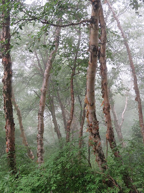 Himalayan birch: Photos from Valley of Flowers trip during LGFC - VOF 2019