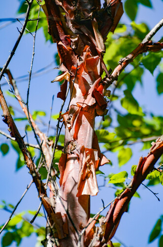 Himalayan birch (Betula utilis)