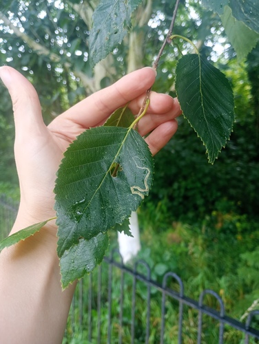 Himalayan birch (Betula utilis)