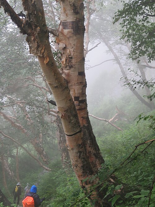 Himalayan birch: Photos from Valley of Flowers trip during LGFC - VOF 2019