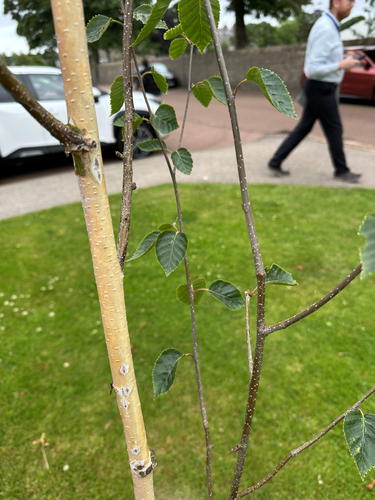 Himalayan birch (Betula utilis)