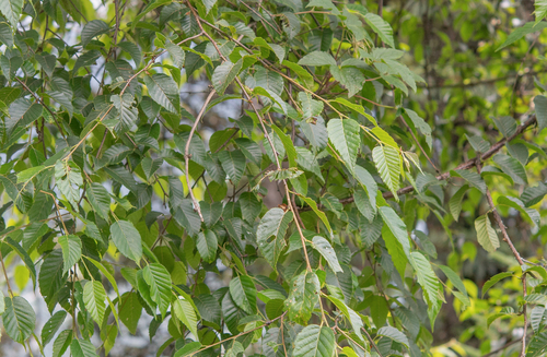 Himalayan birch (Betula utilis)