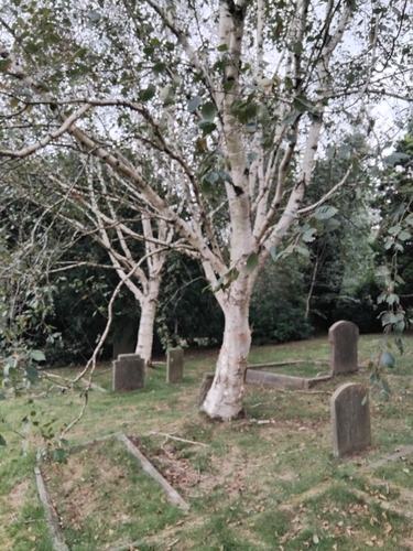 Himalayan birch (Betula utilis)