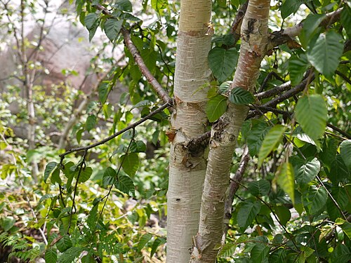 Himalayan birch: Betula utilis