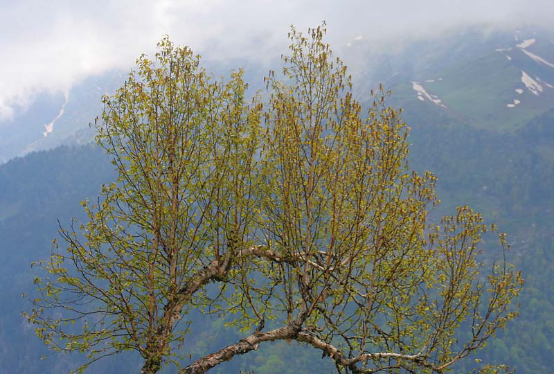 Himalayan birch: Birch (Bhojpatra), possibly Betula utilis subsp. jacquemontii , at 14.18 hrs. from Mailee Thaatch Camp during Saurkundi Pass Trek in Kullu District of Himachal