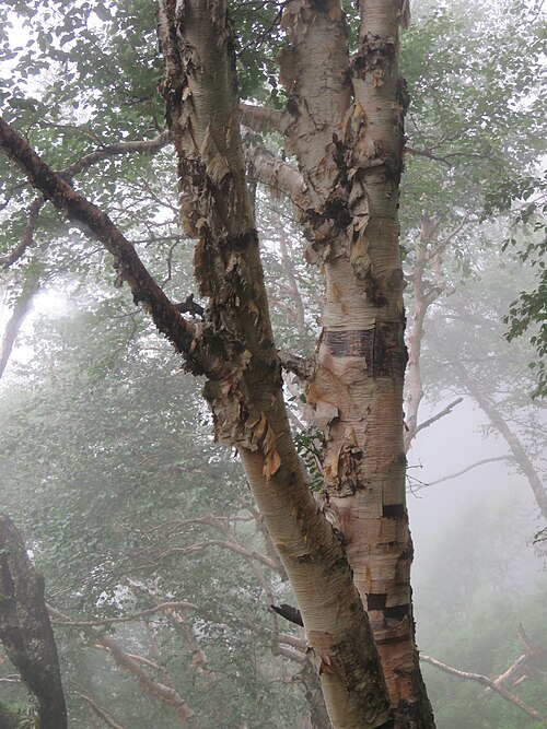 Himalayan birch: Photos from Valley of Flowers trip during LGFC - VOF 2019