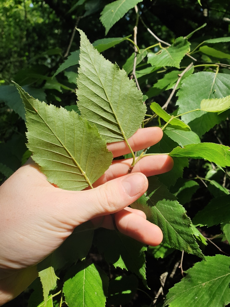 Blue birch (Betula × caerulea)