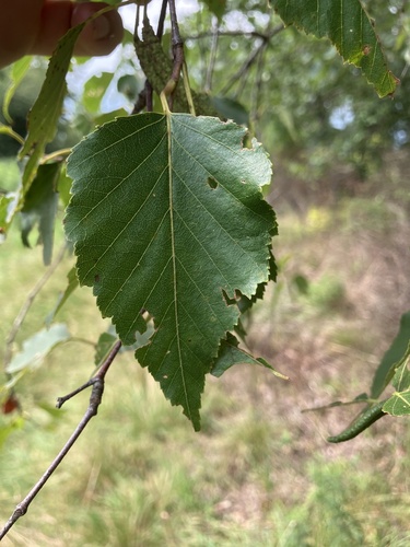 Blue birch (Betula × caerulea)