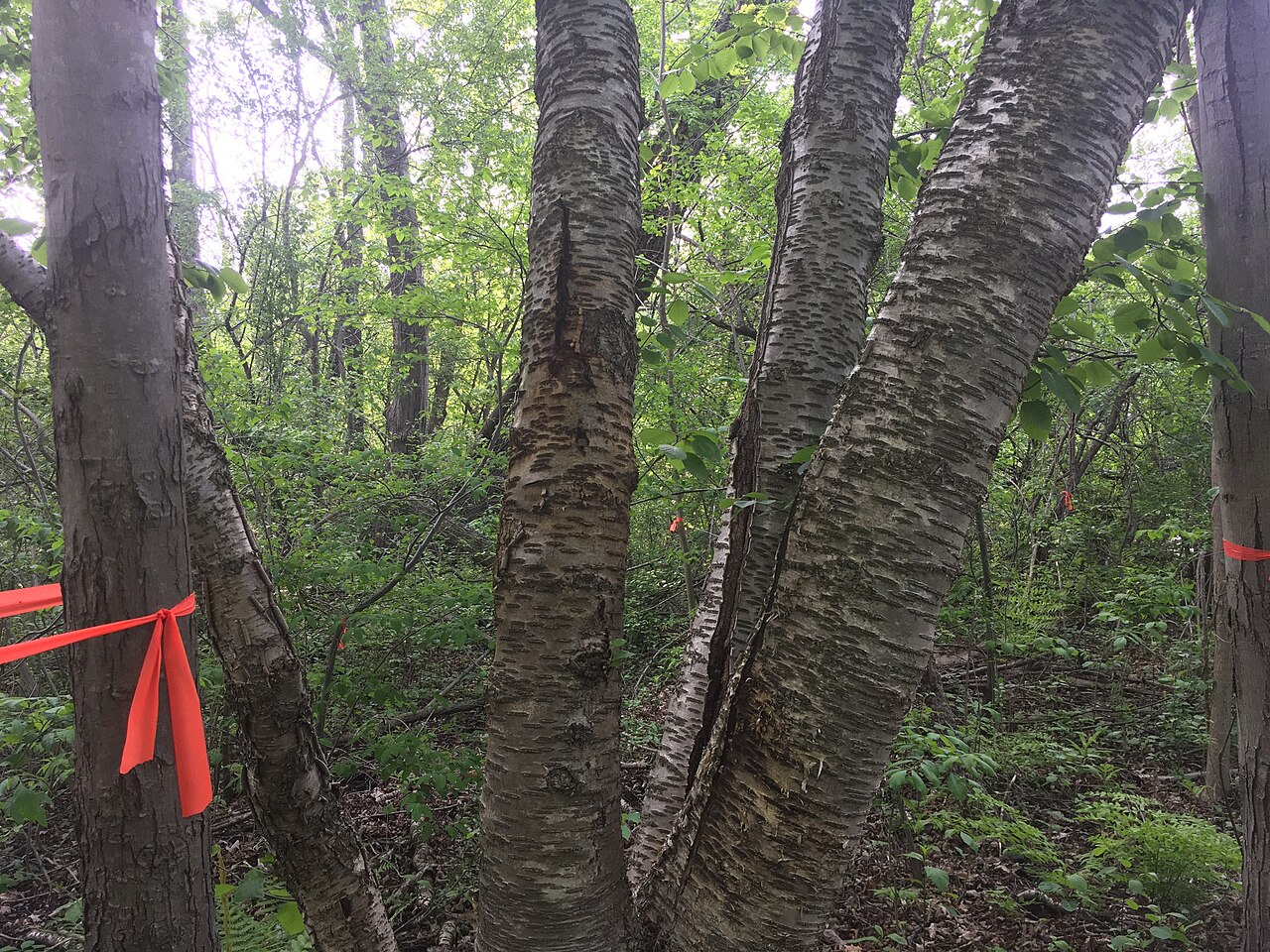 Birch: Betula × murrayana in the United States