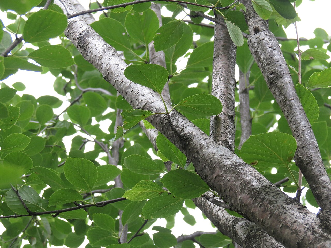 Sandberg birch: Betula × sandbergii (Sandberg's Birch) - Dufferin County, Ontario, Canada
