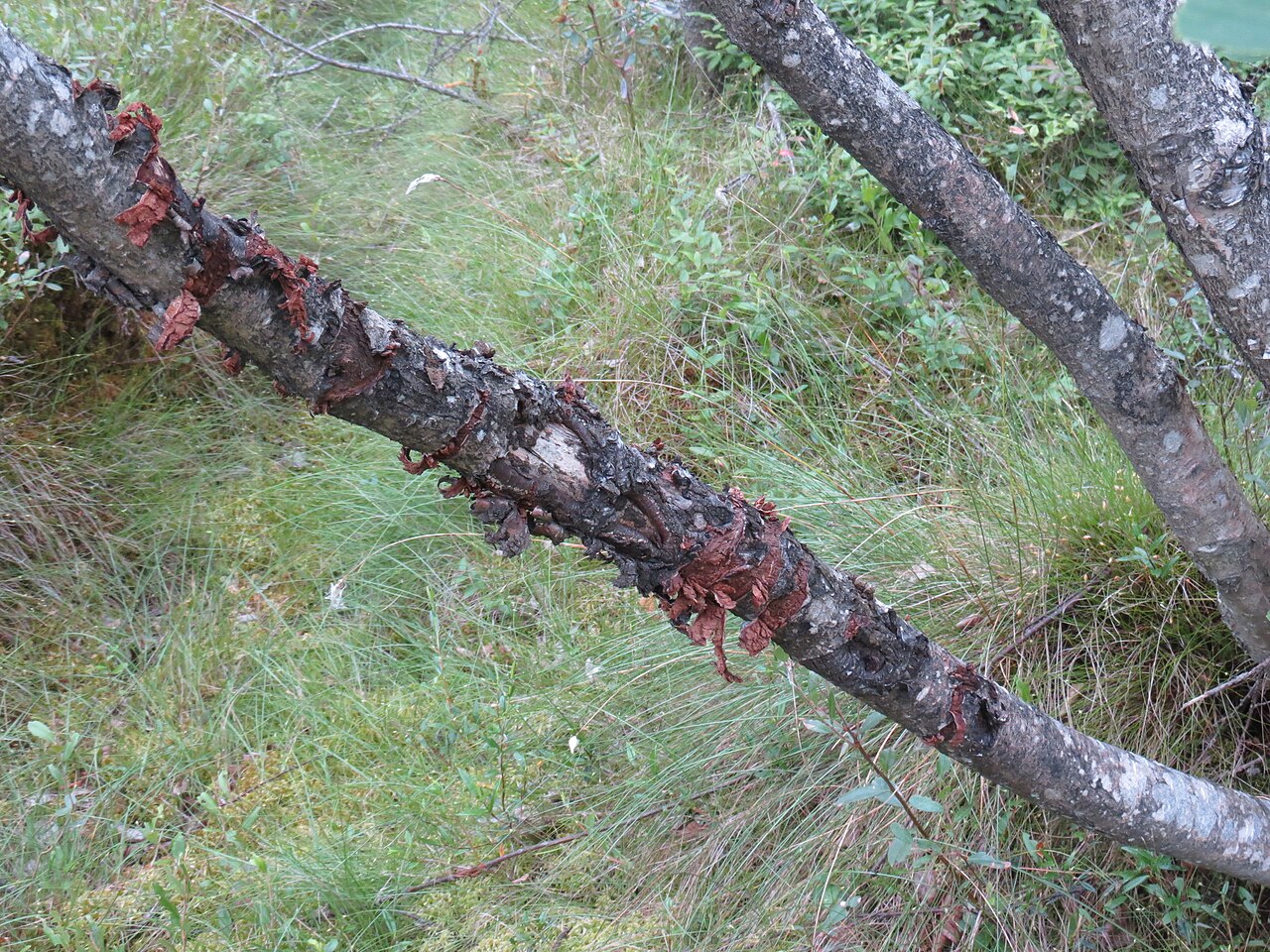 Sandberg birch: Betula × sandbergii (Sandberg's Birch) - Dufferin County, Ontario, Canada