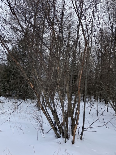 Sandberg birch (Betula × sandbergii)
