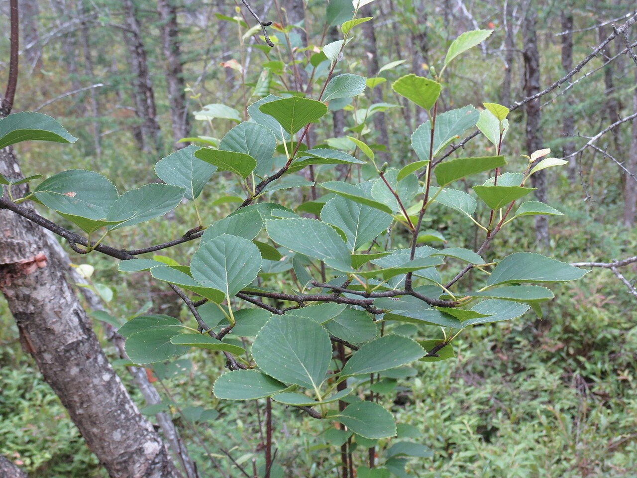 Sandberg birch: Betula × sandbergii (Sandberg's Birch) - Dufferin County, Ontario, Canada