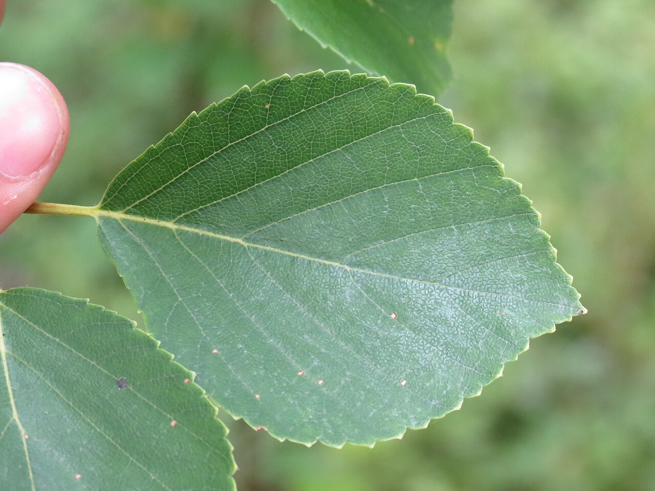 Sandberg birch: Betula × sandbergii (Sandberg's Birch) - Dufferin County, Ontario, Canada