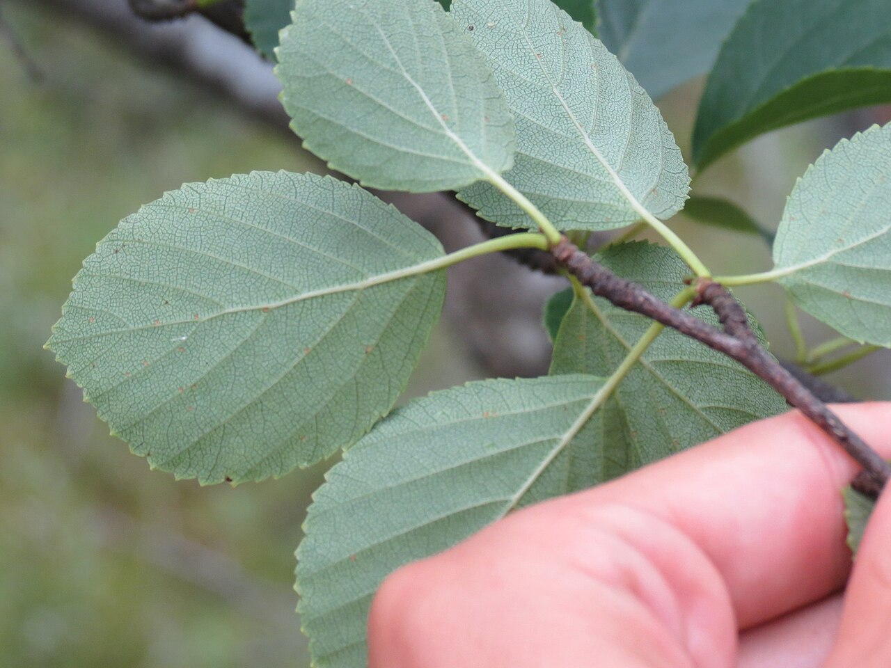 Sandberg birch: Betula × sandbergii (Sandberg's Birch) - Dufferin County, Ontario, Canada