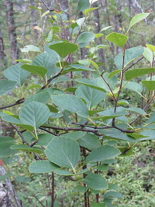 Sandberg birch: Betula × sandbergii (Sandberg's Birch) - Dufferin County, Ontario, Canada