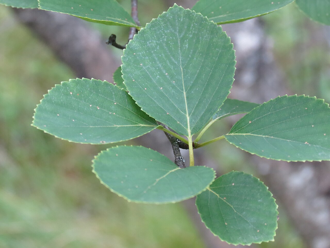 Sandberg birch: Betula × sandbergii (Sandberg's Birch) - Dufferin County, Ontario, Canada