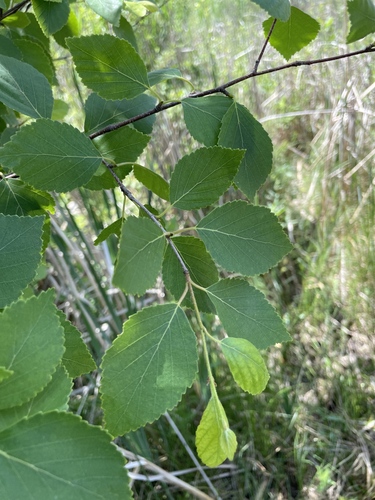 Sandberg birch (Betula × sandbergii)