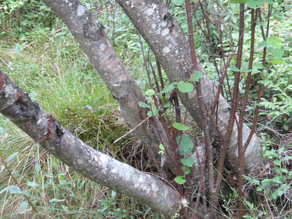 Sandberg birch (Betula × sandbergii)