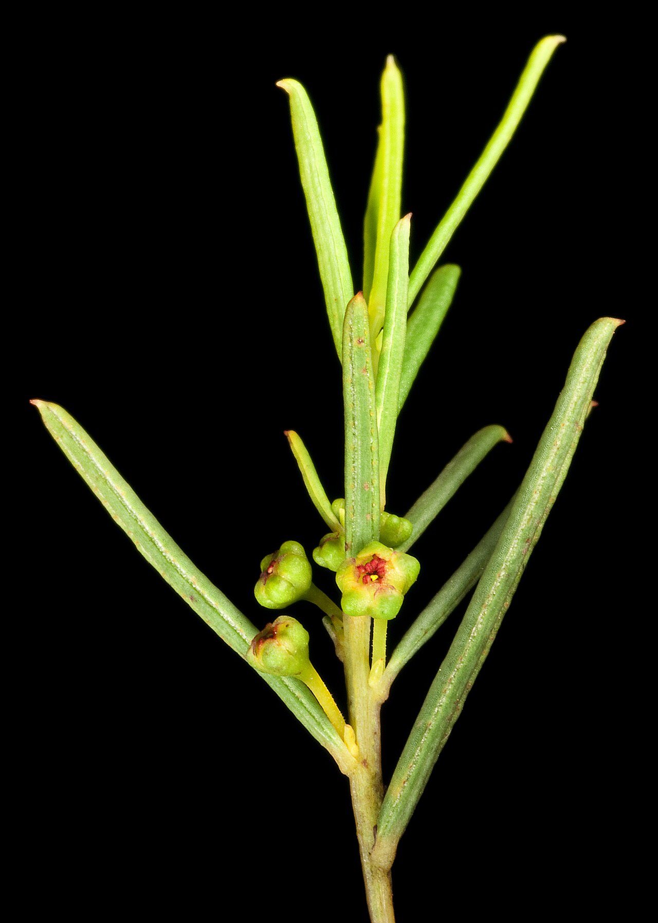 Beyeria apiculata: KRT4628