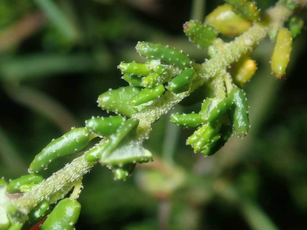 Beyeria cinerea (Beyeria cinerea)