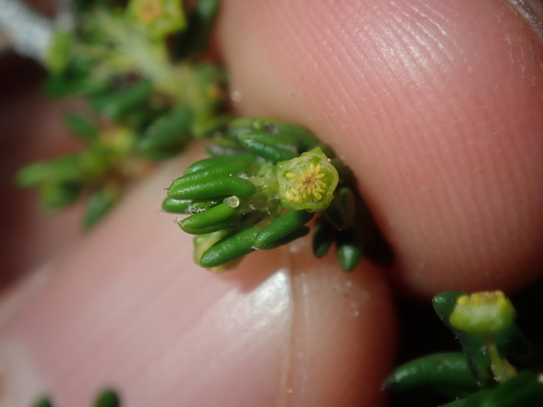 Beyeria cinerea (Beyeria cinerea)