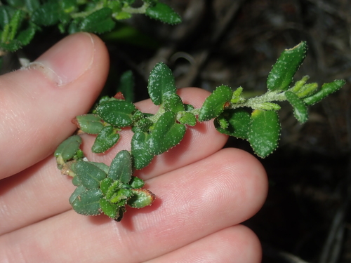 Beyeria cinerea (Beyeria cinerea)